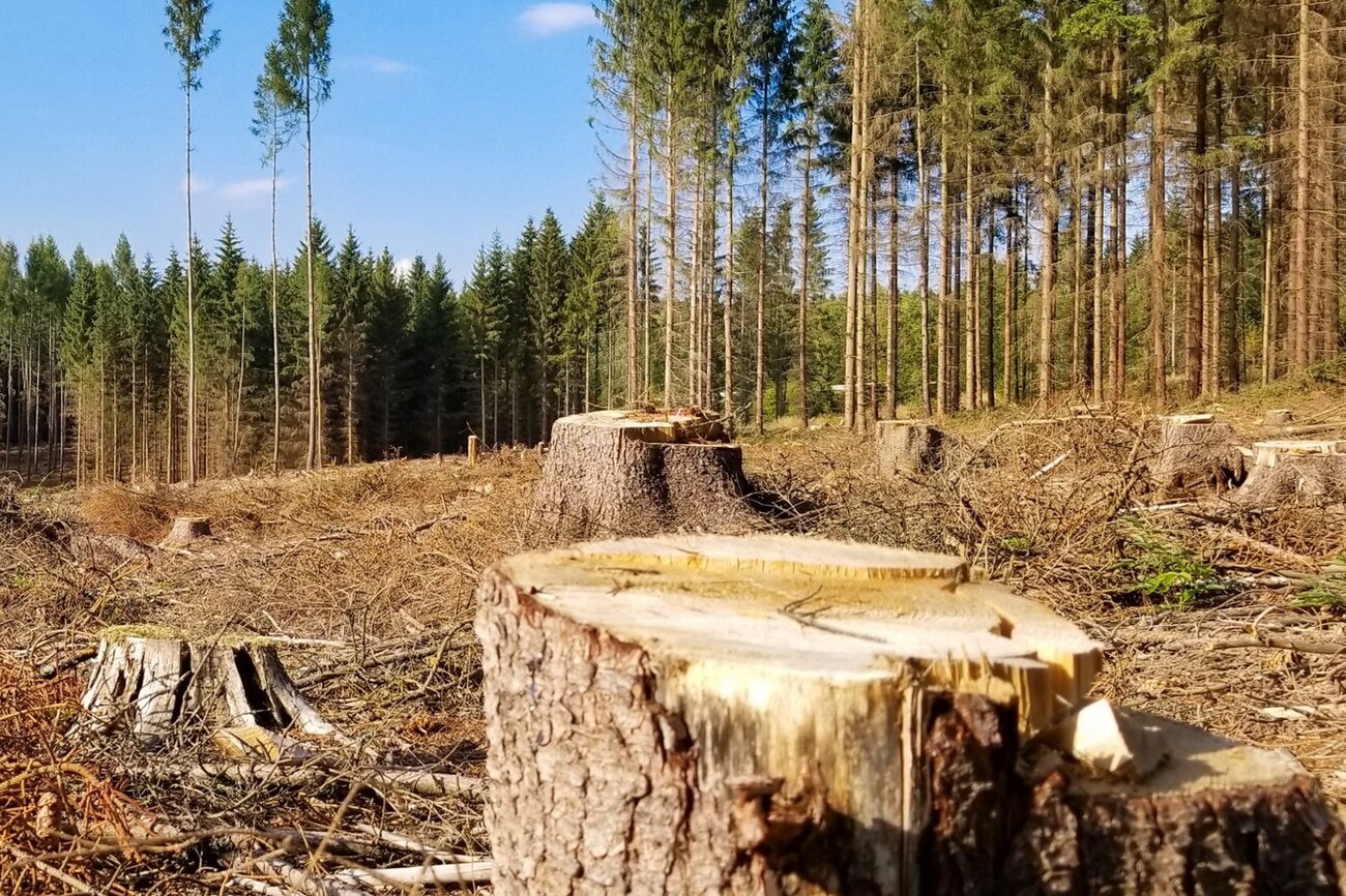 У Сновській громаді на Чернігівщині вирубали 2,5 га лісу без дозволів та документів